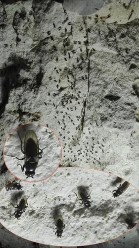 Limosininae